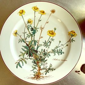 VILLEROY & BOCH Botanica Series Anthemis tinctoria